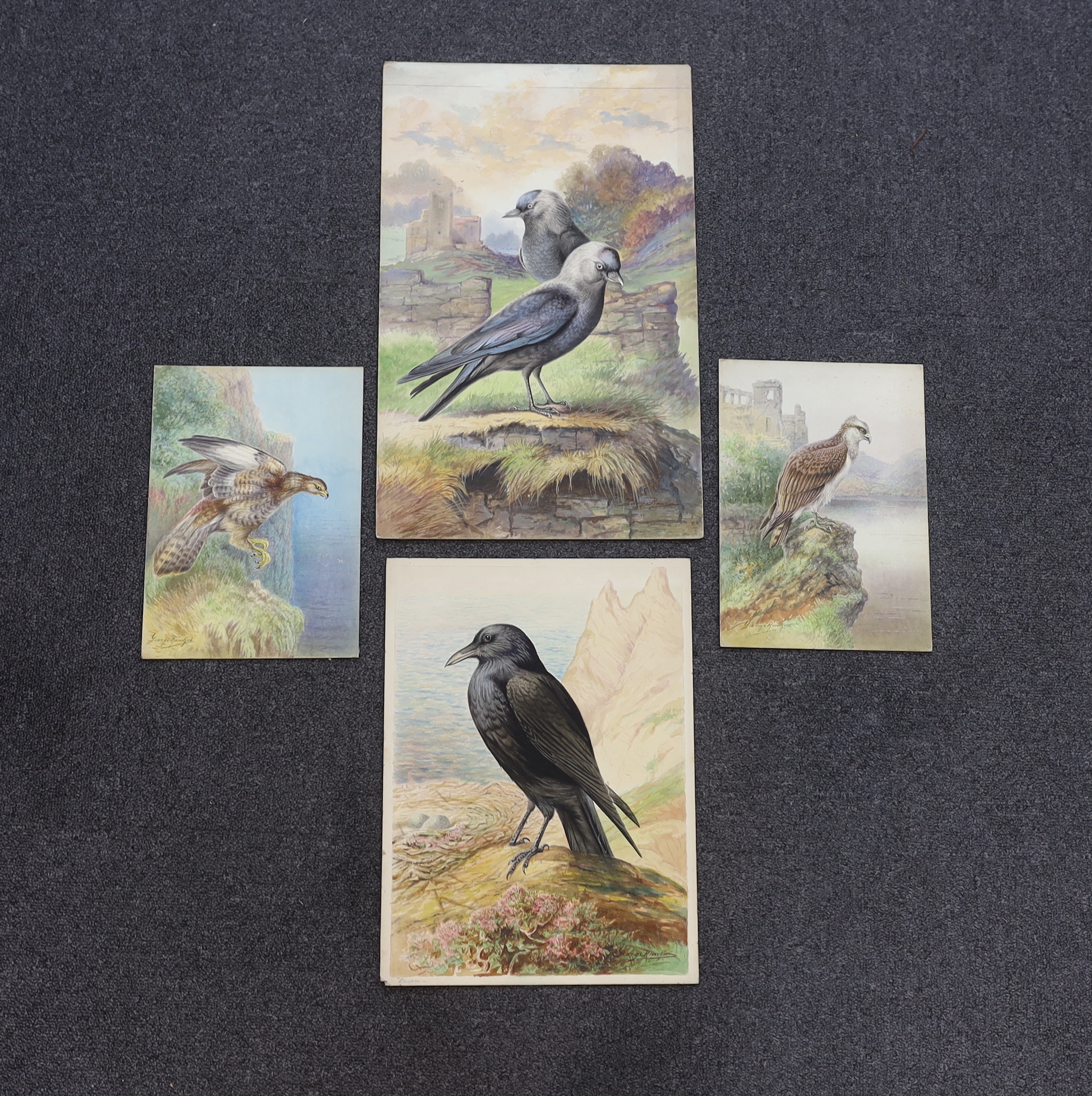 George Rankin (1864-1937) four watercolours on card, Raven, Jackdaws, Common Buzzard and Osprey, largest 46 x 29cm, unframed